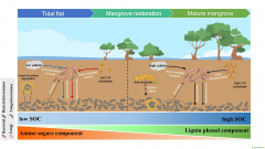 研究揭示紅樹林恢復(fù)過程中土壤有機(jī)碳來源