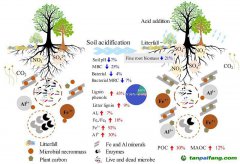 新研究揭示酸化森林土壤有機碳累積機制